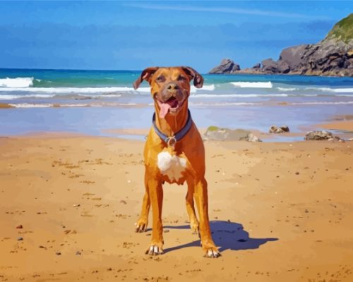 Boxer Dog on The Beach Paint By Numbers