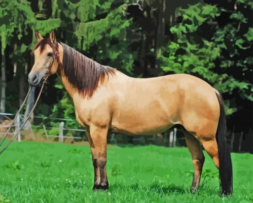 Buckskin Animal Paint By Numbers