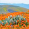 Desert Poppies Paint By Numbers