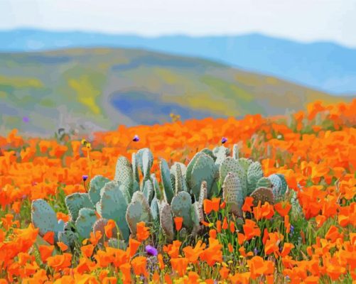 Desert Poppies Paint By Numbers