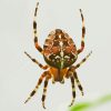 European Garden Spider Araneus Paint By Numbers