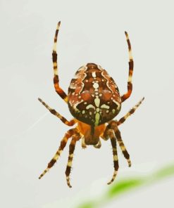 European Garden Spider Araneus Paint By Numbers