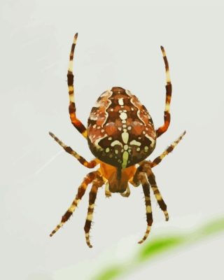 European Garden Spider Araneus Paint By Numbers