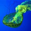 Green Jellyfish Paint By Numbers