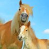 Haflinger Horse Mare And Foal Paint By Numbers