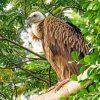 Himalayan Vulture Bird On Tree Paint By Numbers