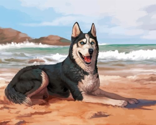 Husky Dog On The Beach Paint By Numbers