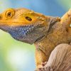 Inland Bearded Dragon Lizard Paint By Numbers