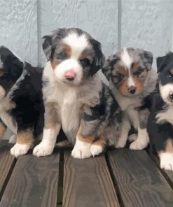 Miniature Australian Shepherd Puppies Paint By Numbers