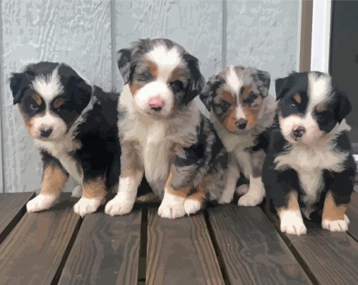 Miniature Australian Shepherd Puppies Paint By Numbers