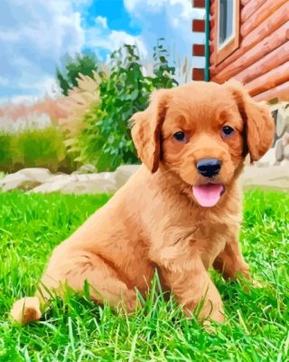 Miniature Golden Retriever Paint By Numbers