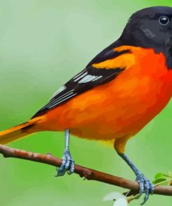 Oriole Bird Paint By Numbers