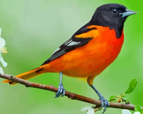 Oriole Bird Paint By Numbers