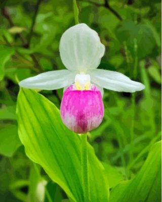 Pink And White Showy Lady's Slipper Paint By Numbers