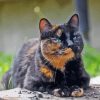 Tortoiseshell Cat Paint By Numbers