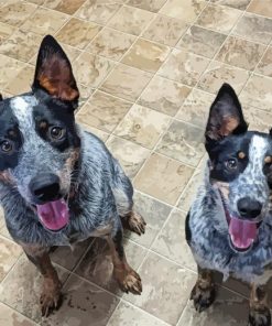 Two Texas Heeler Dogs Paint By Numbers