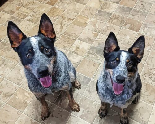 Two Texas Heeler Dogs Paint By Numbers