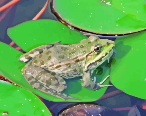 Water Frog On Lily Pond Paint By Numbers