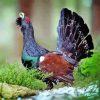 Western Capercaillie Paint By Numbers