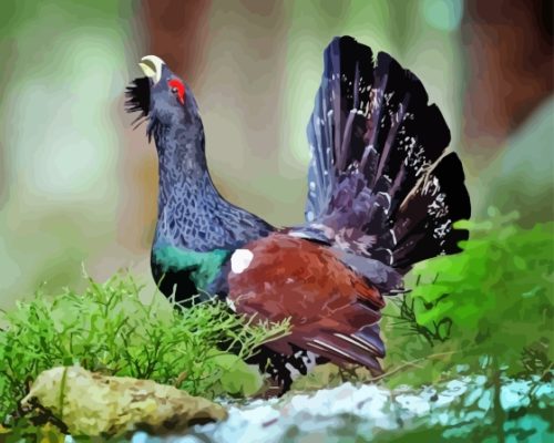 Western Capercaillie Paint By Numbers