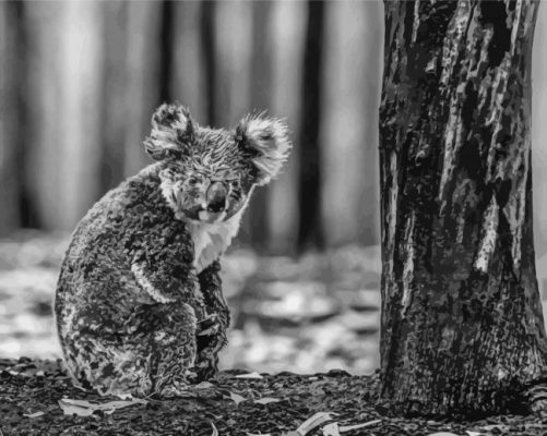 Wild Black And White Koala Paint By Numbers