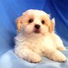 Adorable Shih Tzu Bichon Paint By Numbers
