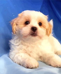 Adorable Shih Tzu Bichon Paint By Numbers