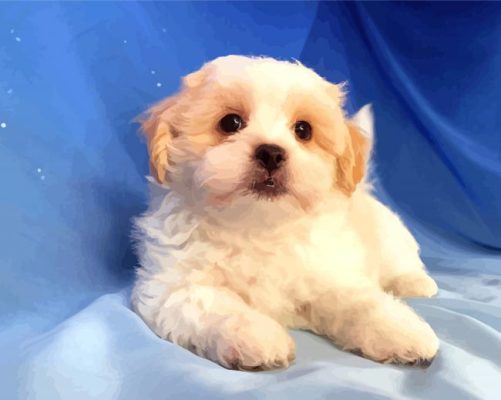 Adorable Shih Tzu Bichon Paint By Numbers