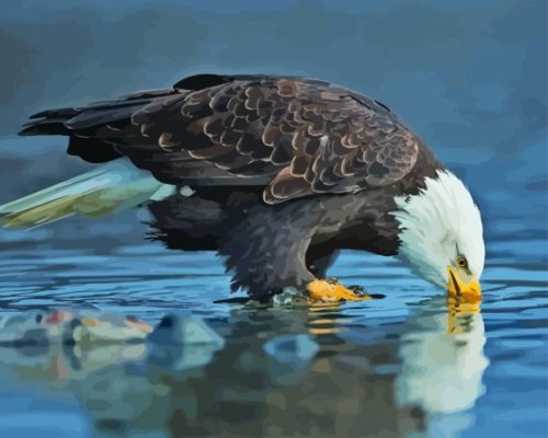 Bald Eagle Paint By Numbers