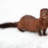 Brown Mink In Snow Paint By Numbers