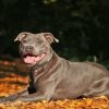 Brown Staffordshire Bull Terrier Paint By Numbers