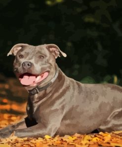 Brown Staffordshire Bull Terrier Paint By Numbers