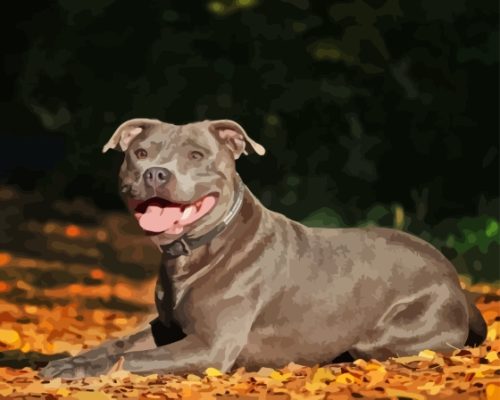 Brown Staffordshire Bull Terrier Paint By Numbers