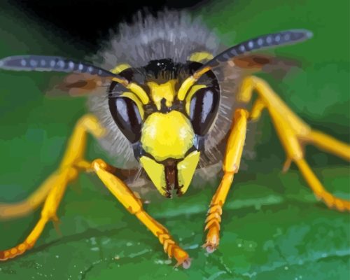 Wasp Close Up Paint By Numbers