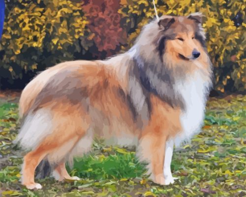 Cool Sable Rough Collie Paint By Numbers