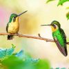 Couple Hummingbird Paint By Numbers