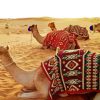 Dubai Desert Camels Paint By Numbers