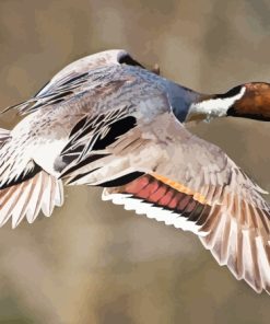 Flying Pintail Paint By Numbers