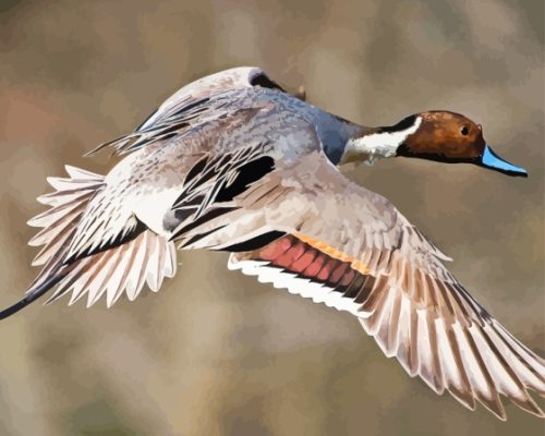 Flying Pintail Paint By Numbers