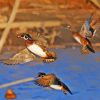 Flying Wood Duck Paint By Numbers