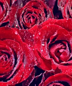 Water And Red Roses Paint By Numbers