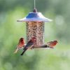 Where To Hang Seed Feeders For Birds Paint By Numbers