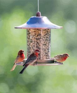 Where To Hang Seed Feeders For Birds Paint By Numbers