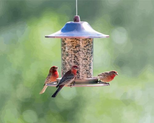 Where To Hang Seed Feeders For Birds Paint By Numbers