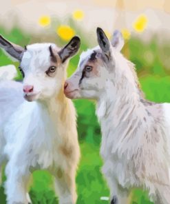 White Baby Goats Paint By Numbers