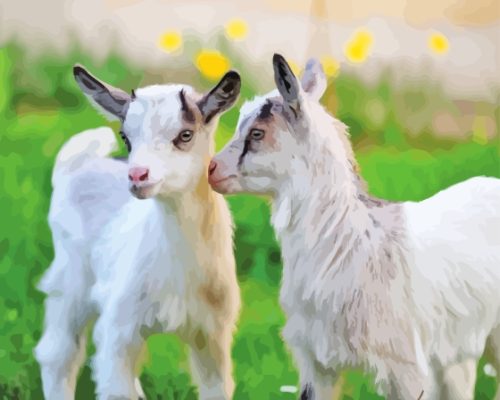 White Baby Goats Paint By Numbers