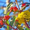 Yellow Snow Gum Flowers Paint By Numbers
