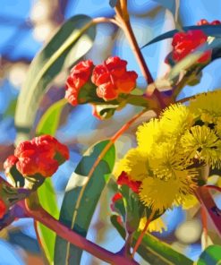 Yellow Snow Gum Flowers Paint By Numbers