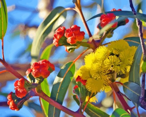 Yellow Snow Gum Flowers Paint By Numbers