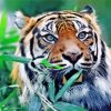 Aesthetic Sumatran Tiger Paint By Numbers